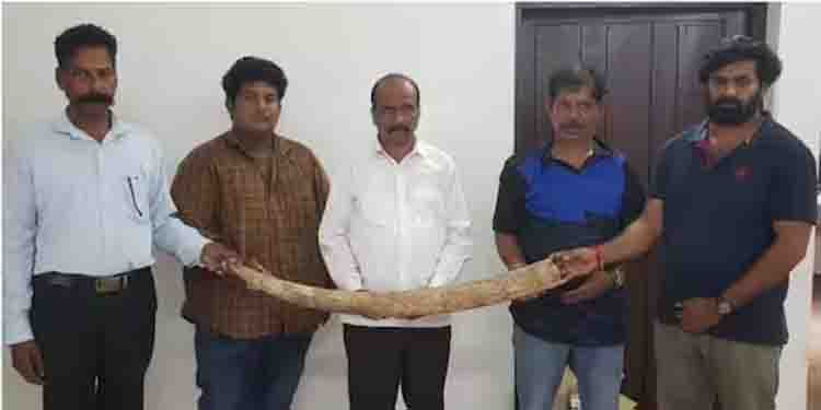 ഒരുമീറ്റർ നീളം, ലക്ഷങ്ങളുടെ വില ; ആനക്കൊമ്പുമായി ആറുപേർ പിടിയിൽ