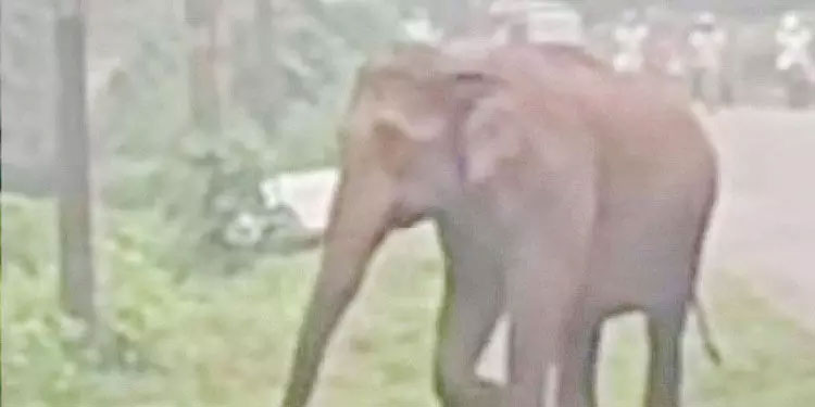 ജനവാസ കേന്ദ്രങ്ങളിൽനിന്ന് ആനകളെ തുരത്താൻ ശ്രമം തുടങ്ങി