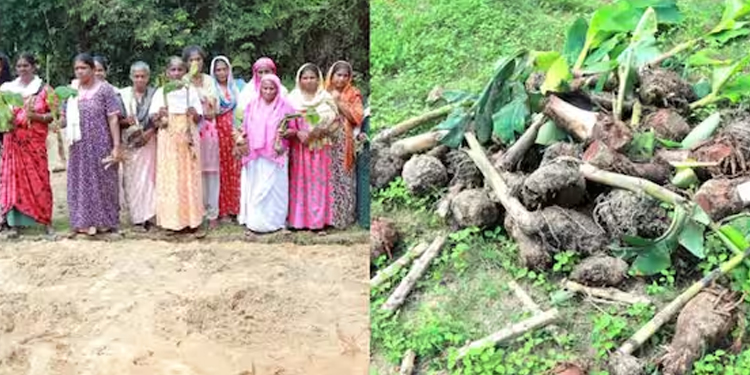 പിരിവെടുത്ത് തുടങ്ങിയ കൃഷി നശിപ്പിച്ചു ; പരാതിയുമായി സ്ത്രീ സംഘം