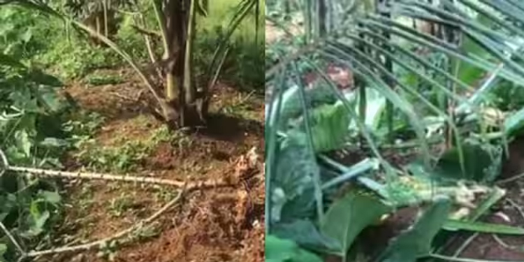 ആലപ്പുഴയിലെ ചെങ്ങന്നൂരില്‍ കാട്ടുപന്നി ശല്യം രൂക്ഷം