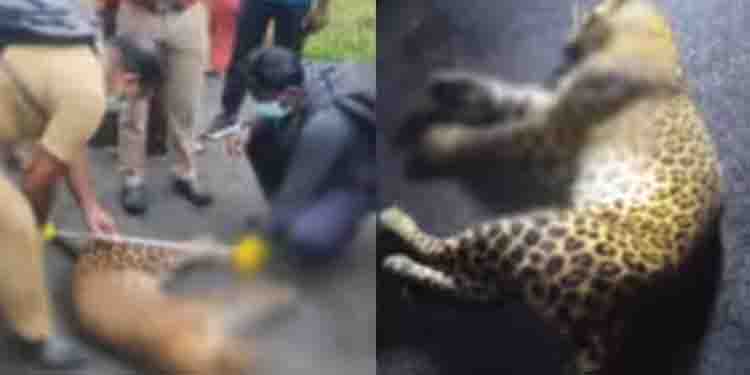 പുള്ളിപ്പുലിയെ ചത്ത നിലയിൽ കണ്ടെത്തി ; ശരീരത്തിൽ മുള്ളൻപന്നിയുടെ മുള്ള് തറച്ച നിലയിൽ
