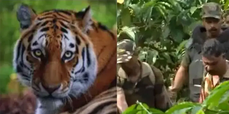 നരഭോജി കടുവയ്‌ക്കായി തിരച്ചിൽ; കൂടുകൾക്കടുത്ത്‌ ലൈറ്റുകൾ സ്ഥാപിച്ചു