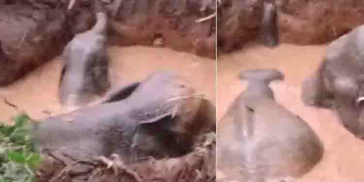 എറണാകുളത്ത് ആനയും കുട്ടിയാനയും കിണറ്റിൽ വീണു, രക്ഷിച്ച് കാട്ടിലേക്ക് മടക്കി; 2 പേര്‍ക്ക് പരിക്കേറ്റു