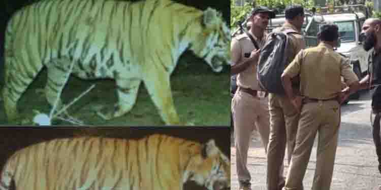 കെണിക്ക് സമീപമെത്തിയെങ്കിലും പിടിവീണില്ല; നരഭോജി കടുവയെ പിടികൂടാനാകാതെ വനംവകുപ്പ്