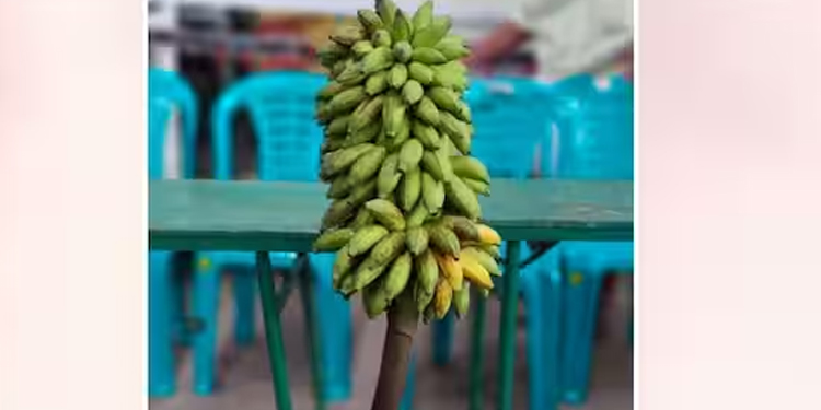 വീണ്ടും വൻ ഹിറ്റായി കെ – റെയിൽ വിരുദ്ധ വാഴക്കുല ലേലം