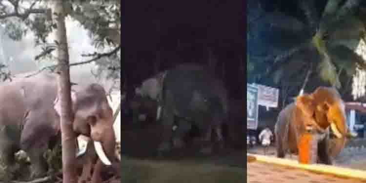 കോഴിക്കോട് കൊയിലാണ്ടിയിൽ ഉത്സവത്തിനിടെ ആന ഇടഞ്ഞു; പാപ്പാന് പരുക്ക്