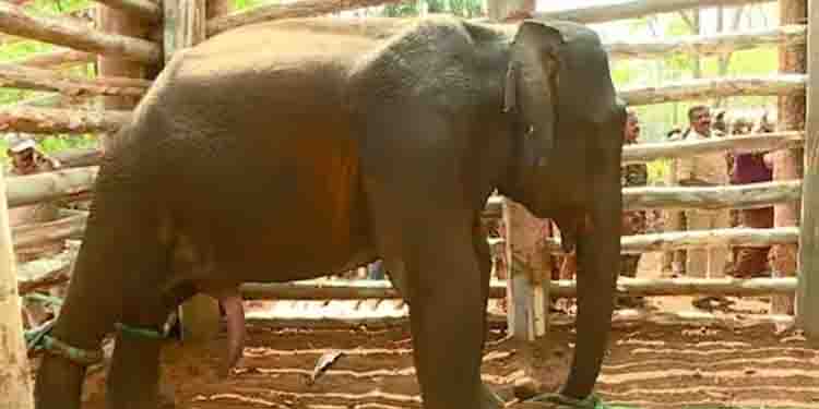 പിഎം 2 ആനയുടെ സ്വഭാവം പ്രധാനം; കാട്ടിൽ വിട്ടാൽ അതീജീവിക്കുക പ്രയാസം; വനം വകുപ്പ് നിലപാട് നിര്‍ണായകം