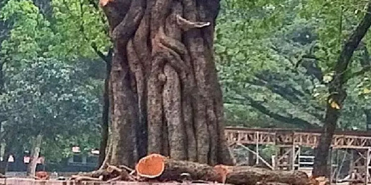 തേക്കിൻകാട്​ മൈതാനിയിലെ മരച്ചില്ല വെട്ടിയതിൽ ഹൈകോടതി വിശദീകരണം തേടി