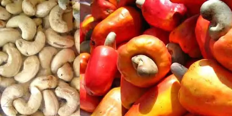 കശുമാവ് കൃഷി വ്യാപിപ്പിക്കാനും തൊഴിലുറപ്പ് പദ്ധതിയിൽ ഉൾപ്പെടുത്താനും ശിപാർശ