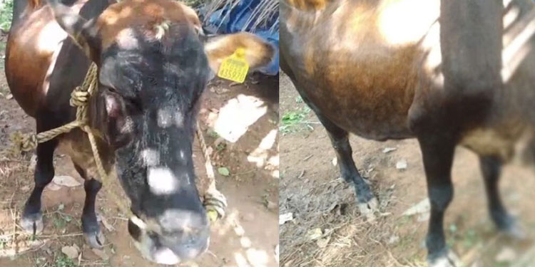 കോട്ടയം പാമ്പാടിയിൽ പശുവിന്റെ കണ്ണിലും ദേഹത്തും ആസിഡ് ഒഴിച്ച് ക്രൂരത; പ്രതി അറസ്റ്റിൽ