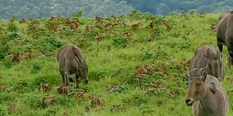 വരയാടുകളുടെ പ്രജനനകാലം: രാജമല ഫെബ്രുവരി ഒന്നു മുതൽ അടയ്ക്കും