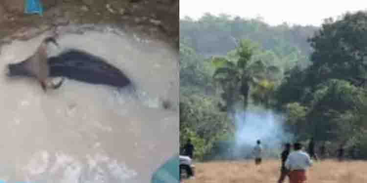 കിണറിൽ വീണ കാട്ടുപോത്തിനെ രക്ഷപ്പെടുത്തി പിന്നാലെ നാട്ടിൽ ചുറ്റിത്തിരിഞ്ഞ് ഭീതി പരത്തിയതോടെ മയക്കുവെടി