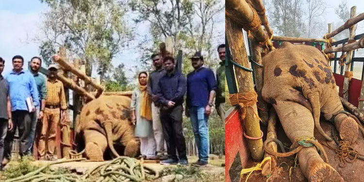 തണ്ണീർക്കൊമ്പന്‍റെ ജഡത്തിന് മുന്നിൽ ഫോട്ടോഷൂട്ട്; വനം വകുപ്പ് ഉദ്യോഗസ്ഥർക്കെതിരെ പരാതിയുമായി അനിമൽ ലീഗൽ ഫോഴ്സ്