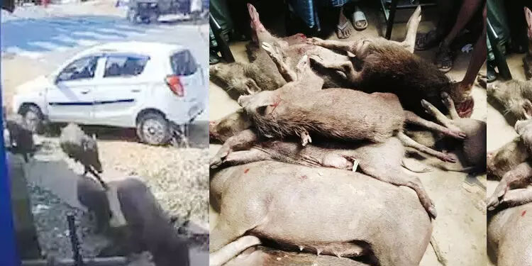 കാട്ടുപന്നിക്കൂട്ടം കടകളിലേക്ക് പാഞ്ഞുകയറി; ജീവനക്കാർ ഓടി രക്ഷപ്പെട്ടു, ഒടുവിൽ പത്തെണ്ണത്തെയും വെടിവെച്ച് കൊന്നു