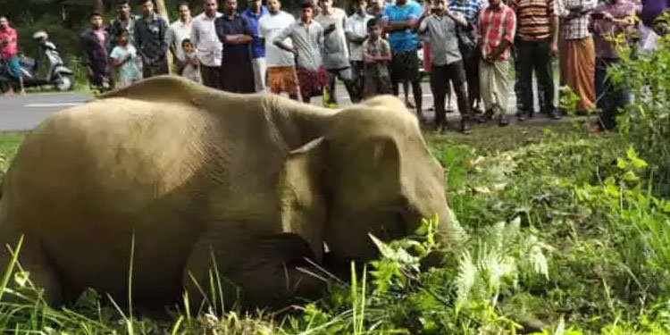 മനുഷ്യ – വന്യജീവി സംഘർഷം: ബജറ്റ് വയനാടിനോടുള്ള വഞ്ചനയെന്ന് പ്രകൃതി സംരക്ഷണ സമിതി