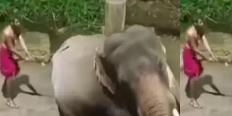 ജ​യ​ല​ളി​ത ന​ട​ക്കിരുത്തിയ ആനക്കുൾപ്പെടെ ​മർദനം; ഗുരുവായൂരിൽ രണ്ട് പാ​പ്പാ​ന്മാ​ർ​ക്ക് സ​സ്പെ​ൻ​ഷ​ൻ