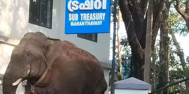 മാനന്തവാടിയിലെ ഒറ്റയാനെ മയക്കുവെടി വെക്കും; ഉന്നത ഉദ്യോഗസ്ഥർ സ്ഥലത്തെത്തി