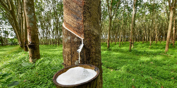 റബറിന് ​വിദേശത്ത് കുതിപ്പ്; കേരളത്തിൽ മു​ന്നേറ്റമില്ല