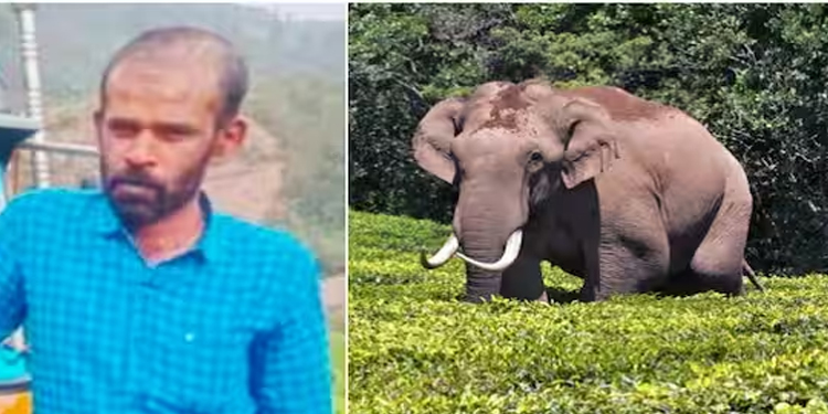 കാട്ടാന ആക്രമണത്തിൽ ഓട്ടോറിക്ഷാ ഡ്രൈവറുടെ മരണം: മൂന്നാറിൽ എൽഡിഎഫ് ഹര്‍ത്താൽ, റോഡ് ഉപരോധിക്കാൻ കോൺഗ്രസ്