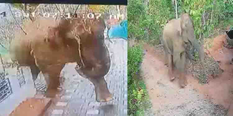 ബേലൂര്‍ മഖ്‌ന കര്‍ണാടക വനമേഖലയില്‍; കേരളത്തിലെത്തിയാല്‍ മയക്കുവെടി; മന്ത്രി എകെ ശശീന്ദ്രന്‍