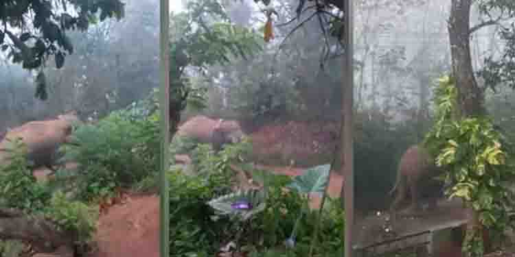 വയനാട്ടിൽ വീണ്ടും ജനവാസ മേഖലയിൽ കാട്ടാന; കഴുത്തിൽ റേഡിയോ കോളർ, ആന മാനന്തവാടി നഗരത്തിലേക്ക്, ജാഗ്രതാ നിർദേശം