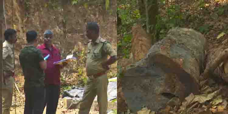 സുഗന്ധഗിരിയിൽ അനുമതി ഇല്ലാതെ മുറിച്ചത് 30 മരങ്ങൾ; മുൻകൂര്‍ ജാമ്യം തേടി പ്രതികൾ കോടതിയിൽ