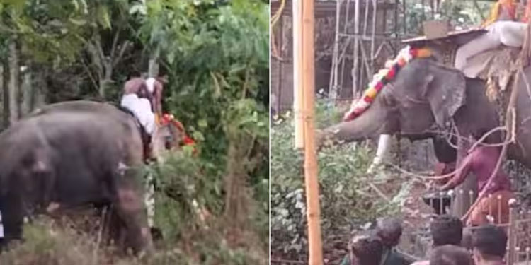 ശിവരാത്രി ഉത്സവം: രണ്ടിടത്ത് ആനകള്‍ ഇടഞ്ഞു, തളച്ചത് അതിസാഹസികമായി
