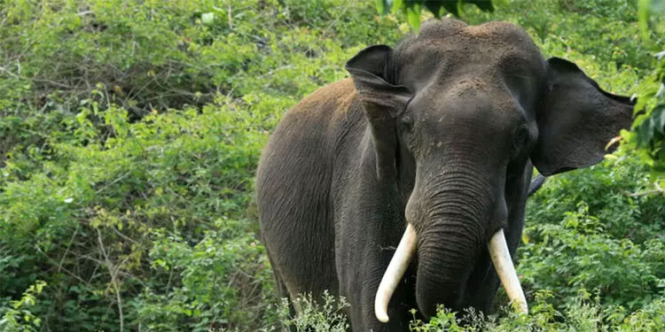 അട്ടപ്പാടിയിൽ കാട്ടാന ആക്രമണം: 50കാരിക്ക് ഗുരുതര പരിക്ക്