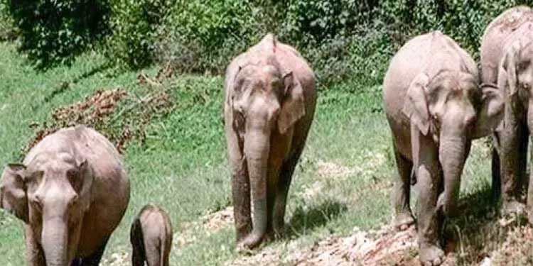 ഭീതിയുടെ ചിന്നംവിളി; വനാതിർത്തികളിൽ നാശംവിതച്ച് വീണ്ടും കാട്ടാനക്കൂട്ടങ്ങൾ