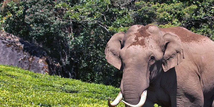 മാട്ടുപ്പെട്ടി ഡാമിന് സമീപം പടയപ്പയുടെ അക്രമം