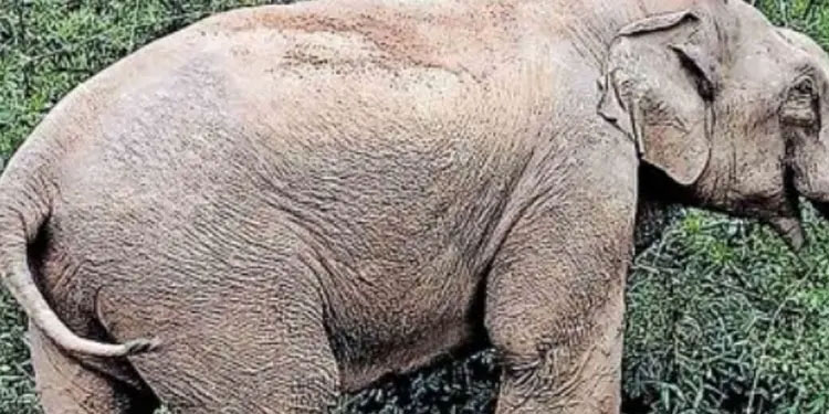 മയക്കുവെടിവയ്ക്കില്ല; പടയപ്പയെ ഉള്‍ക്കാട്ടിലേക്ക് തുരത്തുക ലക്ഷ്യം