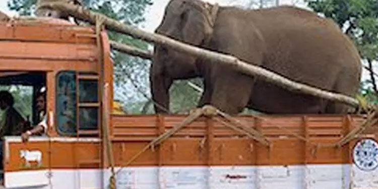 ആനയെ ലോറിയിൽ നിന്ന് ഇറക്കുന്നതിനിടെ പാപ്പാന് ദാരുണാന്ത്യം