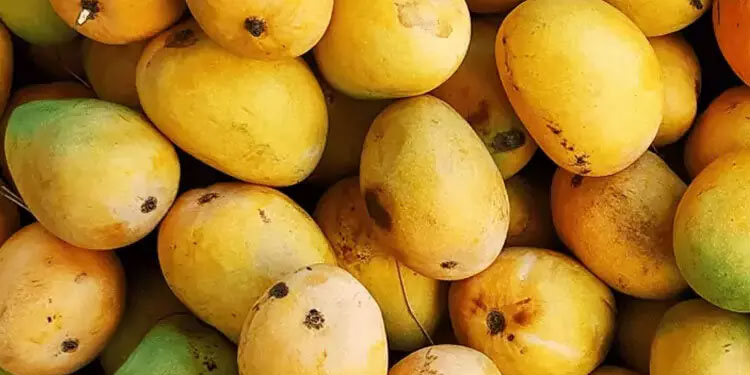 കൃത്രിമമായി പഴുപ്പിച്ച മാങ്ങ വിറ്റതിന് അഞ്ചുപേർ അറസ്റ്റിൽ; പഴുപ്പിക്കാനുപയോഗിച്ച രാസവസ്തുക്കളും പിടികൂടി