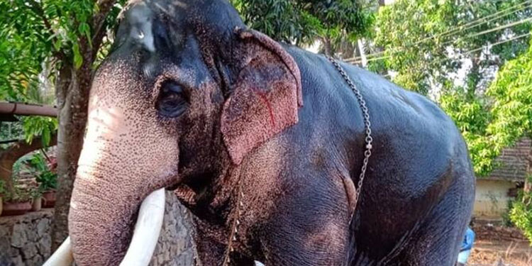 ആനപ്രേമികളുടെ പ്രിയപ്പെട്ട കൊമ്പൻ മംഗലാംകുന്ന് അയ്യപ്പൻ ചരിഞ്ഞു