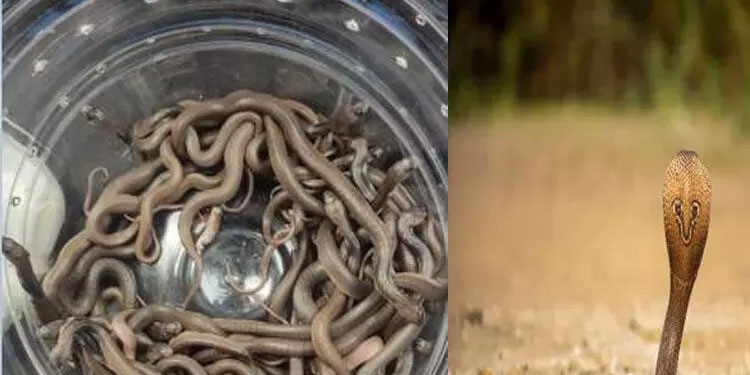 കോട്ടയത്ത് 47 മൂർഖൻ കുഞ്ഞുങ്ങളെ പിടികൂടി: വനം വകുപ്പി​ന്റെ റെക്കോർഡ് പാമ്പ് പിടുത്തം