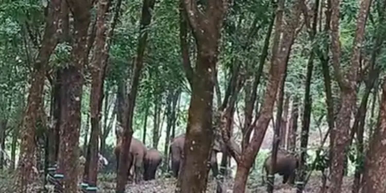 തൃശൂരിൽ ജനവാസമേഖലയില്‍ കാട്ടാനക്കൂട്ടം