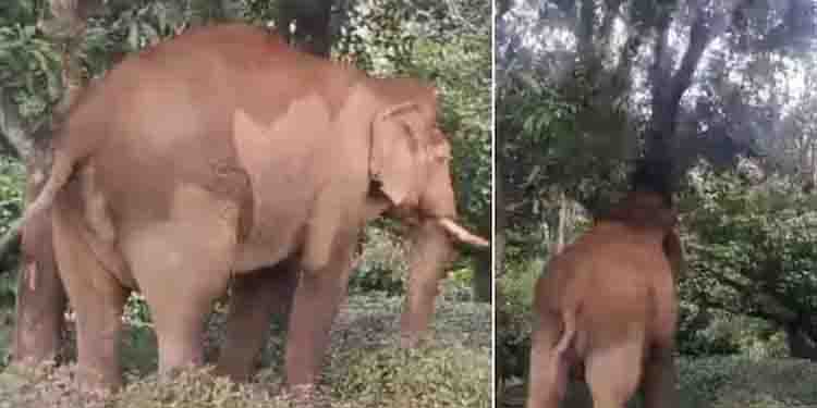 ചക്കക്കൊമ്പൻ പശുവിന്‍റെ നടുവൊടിച്ചു; പശുവിനൊപ്പമുണ്ടായിരുന്ന സ്ത്രീ ഓടി രക്ഷപ്പെട്ടു