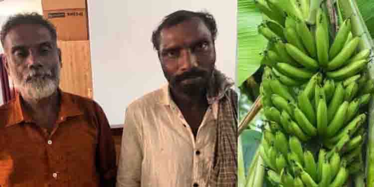 ‘വിഷുവിന് വിൽക്കാൻ വെച്ചതാ സാറേ, എല്ലാം വെട്ടി’; വയനാട്ടിൽ വാഴക്കുല മോഷണം, രണ്ടുപേർ പിടിയിൽ