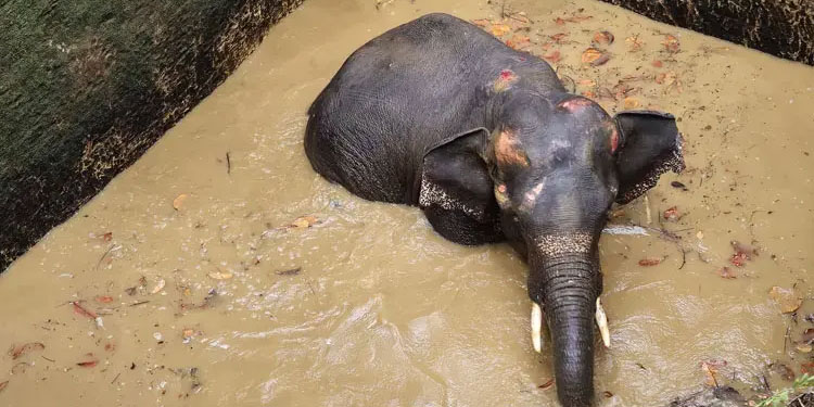 കോതമംഗലത്ത് കിണറ്റിൽ വീണ ആനയെ മയക്കുവെടി വയ്ക്കും; കോട്ടപ്പടിയിലെ 4 വാർഡുകളിൽ നിരോധനാജ്ഞ