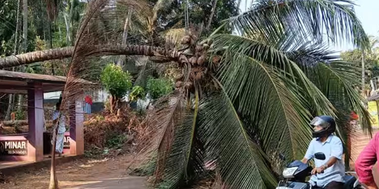 തെങ്ങ് കടപുഴകി വീണത് റോഡിന് കുറുകെ വൈദ്യുതി ലൈനിലേക്ക്; ഗതാഗതം തടസപ്പെട്ടു