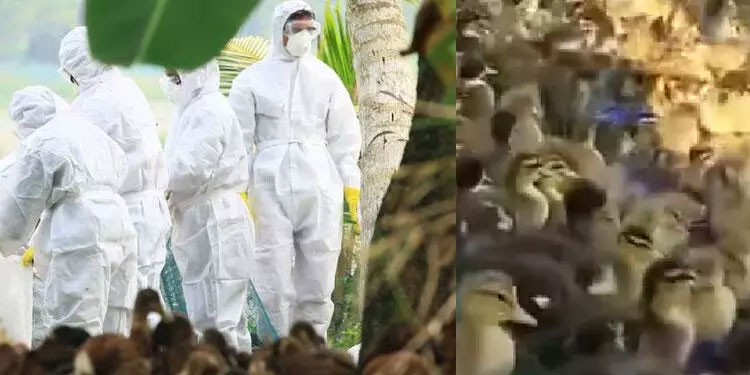 പക്ഷിപ്പനി: പഞ്ചായത്ത് തല സമിതികള്‍ കൂടി മേല്‍നടപടികള്‍ സ്വീകരിക്കും