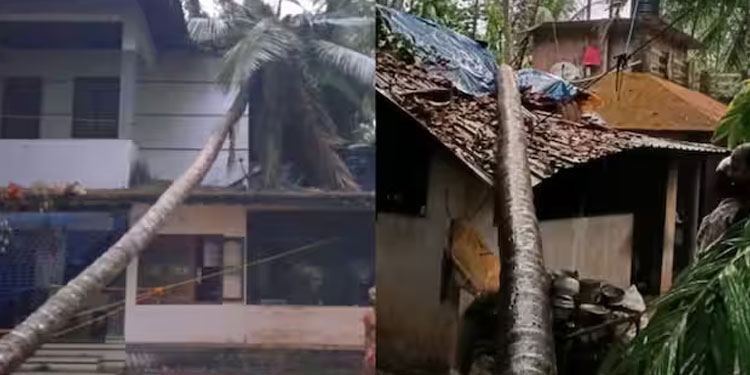 വേനല്‍ മഴയും കാറ്റും; മരങ്ങള്‍ കടപുഴകി വീണ് നാശനഷ്ടം, നാല് വീടുകളും വൈദ്യുത പോസ്റ്റുകളും തകർന്നു