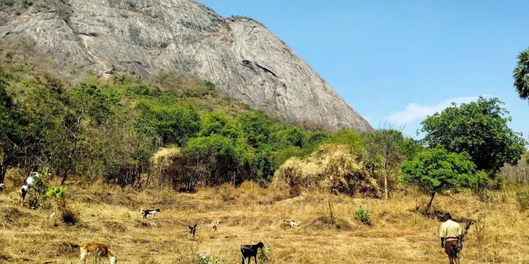 കൊടും ചൂട്‌; പാലക്കാട്‌ ജില്ലയിൽ വിദ്യാഭ്യാസ സ്ഥാപനങ്ങൾ അടച്ചിടാൻ കലക്‌ടറുടെ നിർദേശം
