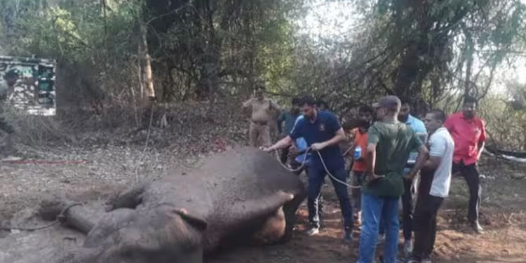 മലമ്പുഴയിൽ റെയിൽപാളം മുറിച്ചു കടക്കുന്നതിനിടെ പരിക്കേറ്റ കാട്ടാന ചരിഞ്ഞു