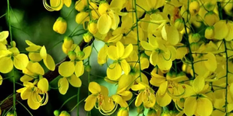 ഇക്കുറിയും കയറ്റുമതി ചെയ്തത് ടൺകണക്കിന് കൊന്നപ്പൂവും കണിവെള്ളരിയും