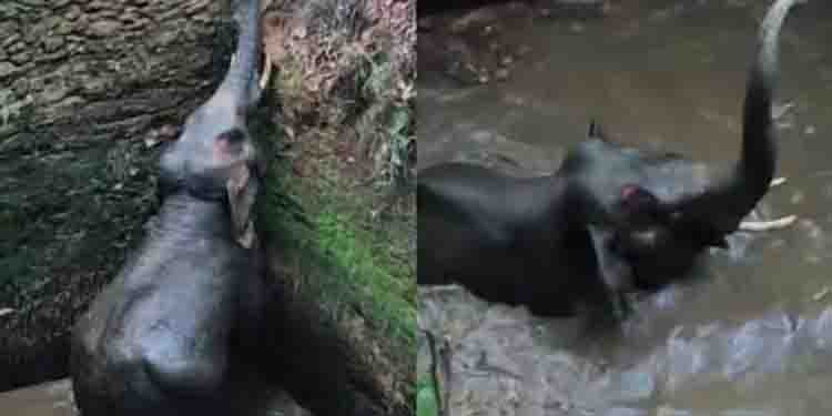 കോതമംഗലത്ത് സ്വകാര്യ വ്യക്തിയുടെ കിണറ്റില്‍ കാട്ടാന വീണു; രക്ഷപ്പെടുത്താൻ തീവ്രശ്രമം