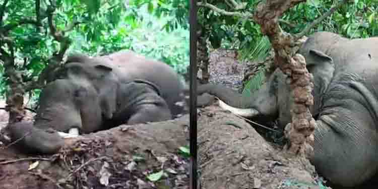 കാപ്പിത്തോട്ടത്തിനുള്ളിൽ കാട്ടാന ചരിഞ്ഞ നിലയിൽ, തെങ്ങ് മറിച്ചിട്ടപ്പോള്‍ വൈദ്യുതി ലൈനിൽ നിന്ന് ഷോക്കേറ്റു