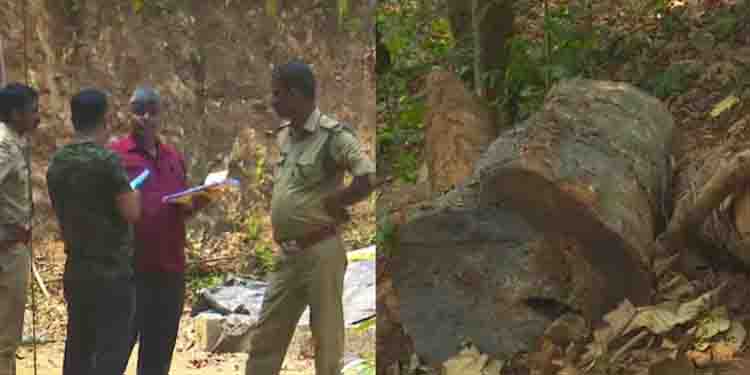 സുഗന്ധഗിരി മരംമുറി കേസ്; ‘ഏത് പാസ് ഉപയോ​ഗിക്കുന്നു’; ചെക്ക് പോസ്റ്റിൽ ലോറികളുടെ പരിശോധന