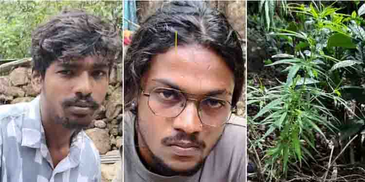 വീട്ടുവളപ്പിൽ കഞ്ചാവ് ചെടി നട്ടുവളർത്തി അച്ഛനും മകനും, ഒപ്പം വിൽപ്പനയും; പിടിവീണത് നാട്ടുകാരുടെ സംശയത്തിൽ!