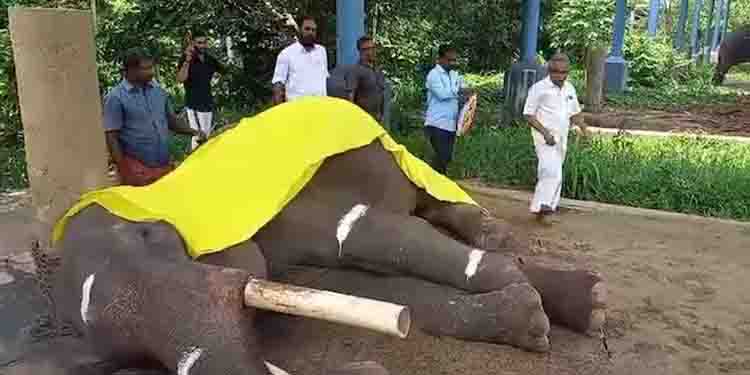 ആനത്താവളത്തിന് അകത്ത് തളച്ചിടപ്പെട്ട ജീവിതം; രോഗത്തോട് പടവെട്ടിയ 18 വര്‍ഷം; കൊമ്പൻ ഗുരുവായൂ‍ർ മുകുന്ദൻ ചരിഞ്ഞു